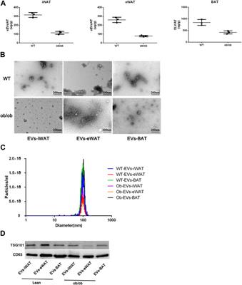 Lipidomic landscape of lipokines in adipose tissue derived extracellular vesicles